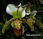 Paph. spicerianum_5627