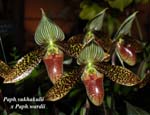 Paph. sukhakulii x Paph wardii _9564