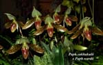 Paph. sukhakulii x Paph wardii _9565
