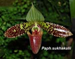 Paph. sukhakulii_8856