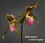 Paph. topperi x vitoria-regina_5334