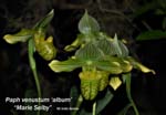 Paph. venustum - album 5621