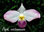 Paph. vietnamense_5894