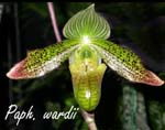Paph. wardii 4117