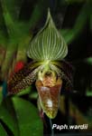Paph. wardii_8860