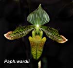 Paph. wardii_9076