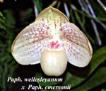 Paph. wellesleyanum x Paph. emersonii_4708