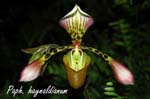 Paphiopedilum haynaldianum_9503