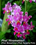 Phal. Hinamatsuri (Phal. Musashino x Phal. Naughty Pink)_4786