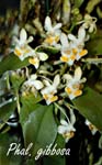 Phal. gibbosa_5459