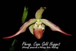 Phrag. Cape Gold Nugget (Phrag. pearcei x Phrag. Eric Young)_1035