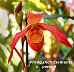 Phrag. Dick Clements x parceii _2275