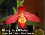 Phrag. Don Wimber (Phrag. Eric Young x Phrag. besseae)_4797