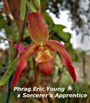 Phrag. Eric Yound x Sorcerers Apprentice _2700