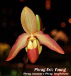 Phrag. Eric Young_5979