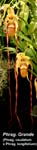Phrag. Grande_0261