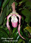 Phrag. Grandi x Phrag. Kovachii_4661