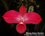 Phrag. Haley Decker_9891