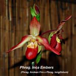 Phrag. Inca Embers (Phrag. Andean Fire x Phrag. longifolium)_9909