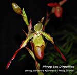 Phrag. Les Dirouilles_8581