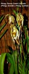 Phrag. Penns Creek Cascade (Phrag. Grande x Phrag. wallisii)_9911