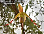 Phrag. Sorcerers Apprentice 4N x ioniaflorium 4N _2704