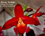 Phrag. Twilight_0822