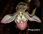 Phrag. sedeni_5968