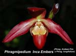 Phragmipedium Inca Embers_9064