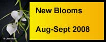 New Blooms Aug Sept 2008 Gallery