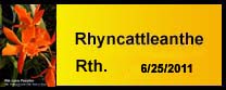 Rhyncattleanthe photo gallery