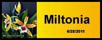 Miltonia Photo gallery