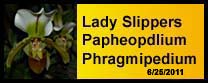 Lady slipper gallery