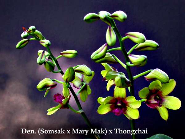 Decidious Dendrobium and their care
