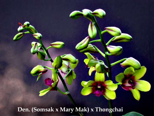 dendrobium