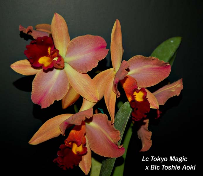 Blc Tokyo Magi x Blc Toshie Aoki