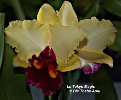 Blc Tokyo Magi x Blc Toshie Aoki Color variations