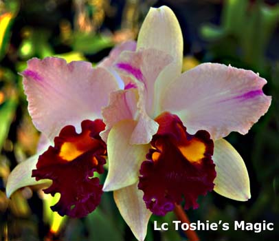 Blc Toshie's Magic