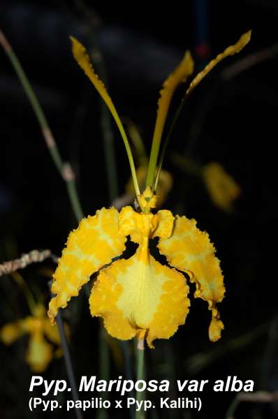 Psychopsis alba