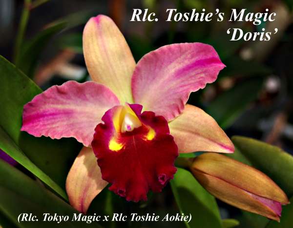 clone Toshie's MagicDoris