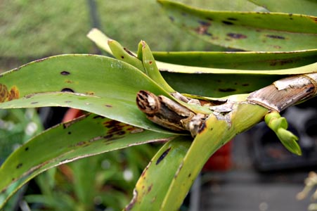 damaged Vanda crown