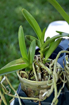 Mokara root pot 1