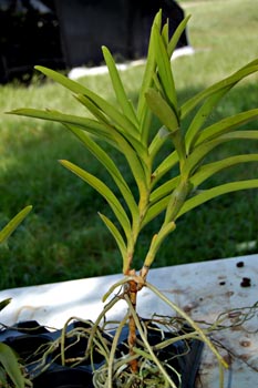 Mokara large growths