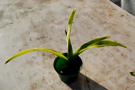 vanda top in empty pot