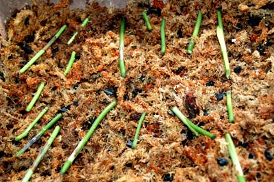 rooting cuttings