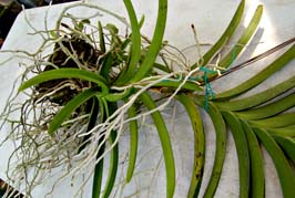 vanda removal 1