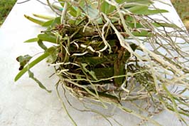 vanda removal 2